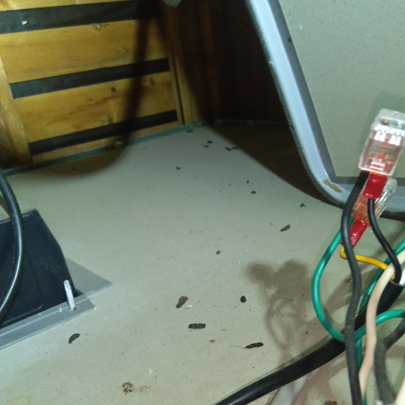 ネズミのフンが散らばっている様子