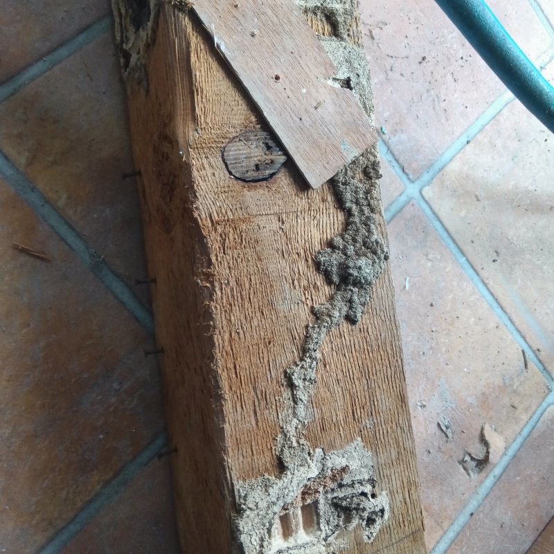 玄関の木部に作られたシロアリの蟻道
