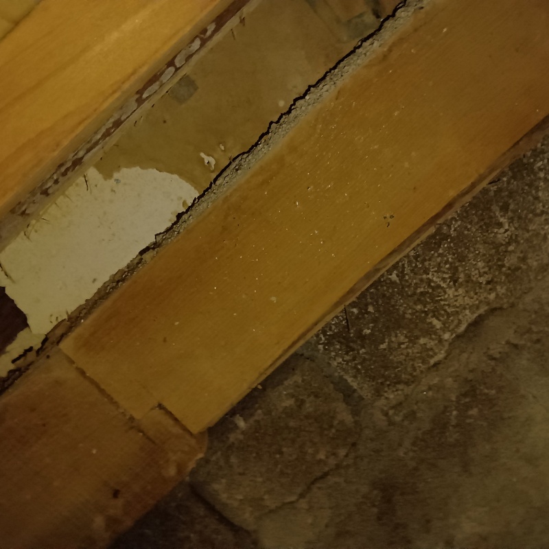床下に作られた蟻道