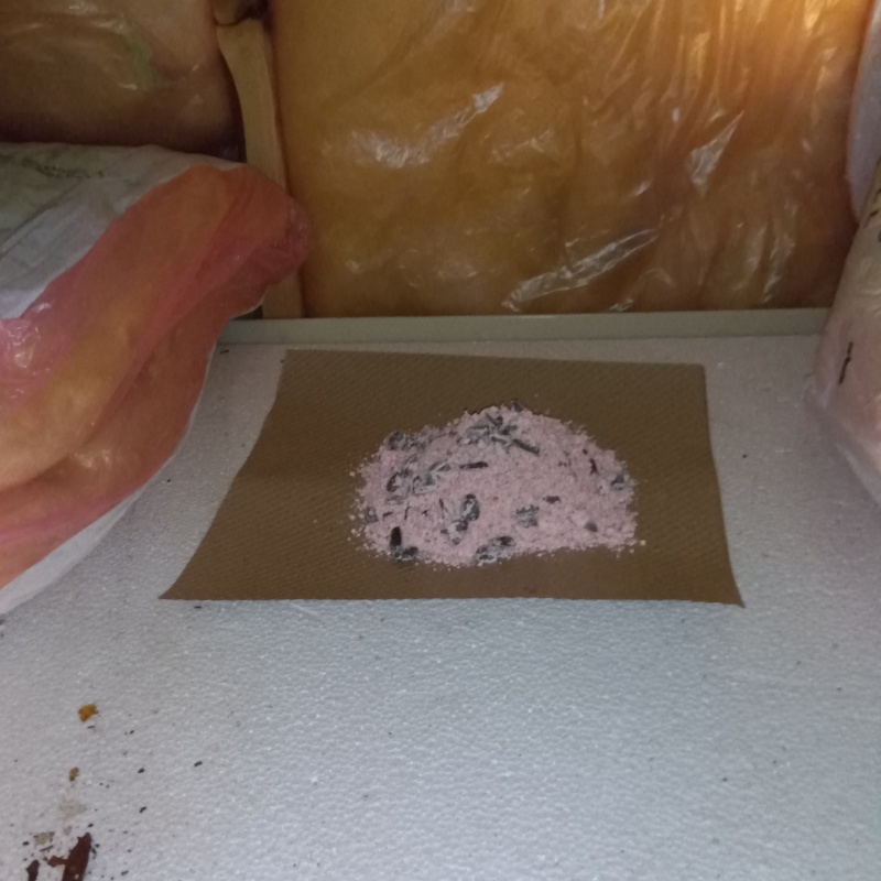 殺鼠剤を仕掛けている様子