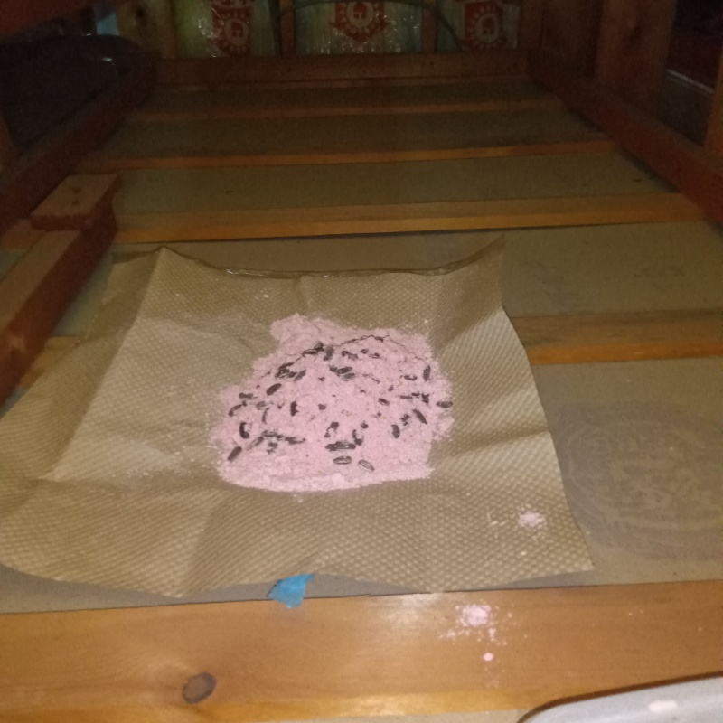 殺鼠剤を仕掛けている様子
