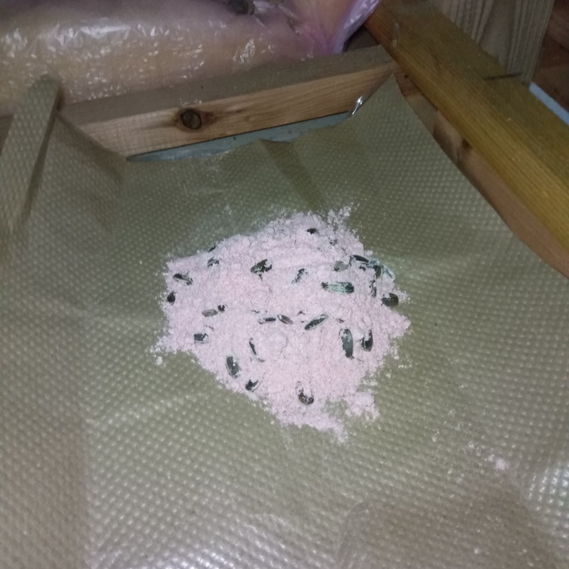 殺鼠剤を仕掛けている様子