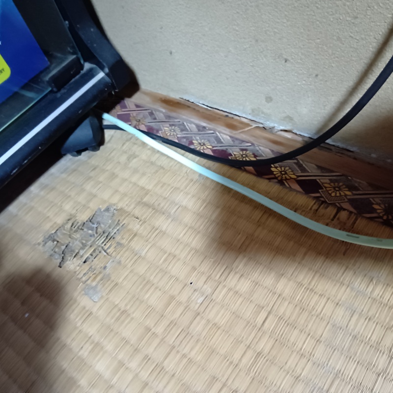 畳の食害の痕