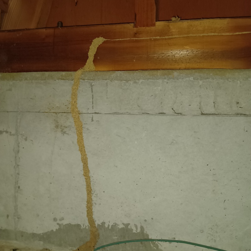基礎に作られたシロアリの蟻道