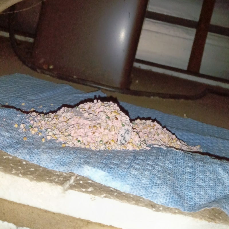 殺鼠剤を仕掛けている様子
