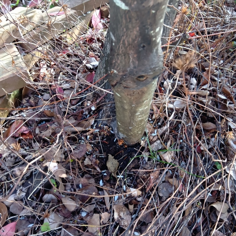 庭の木の根