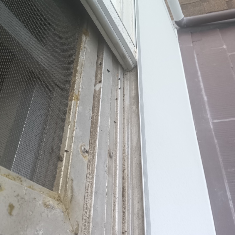 窓サッシのまわりのフン