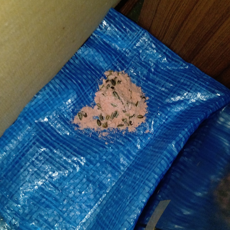 殺鼠剤を仕掛けている様子