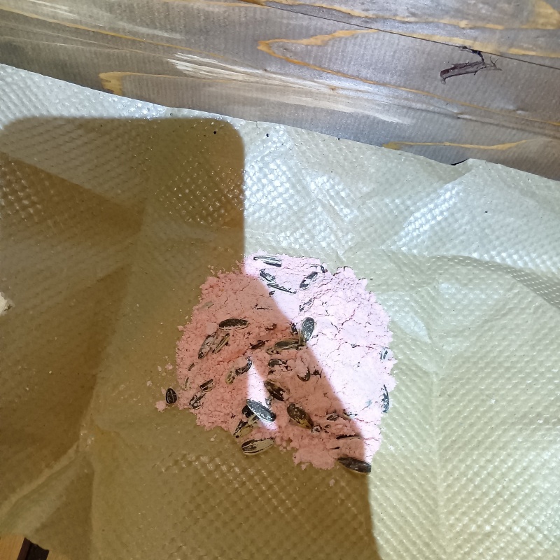 殺鼠剤を仕掛けている様子