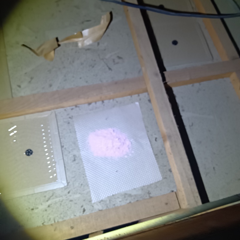 殺鼠剤を仕掛けている様子