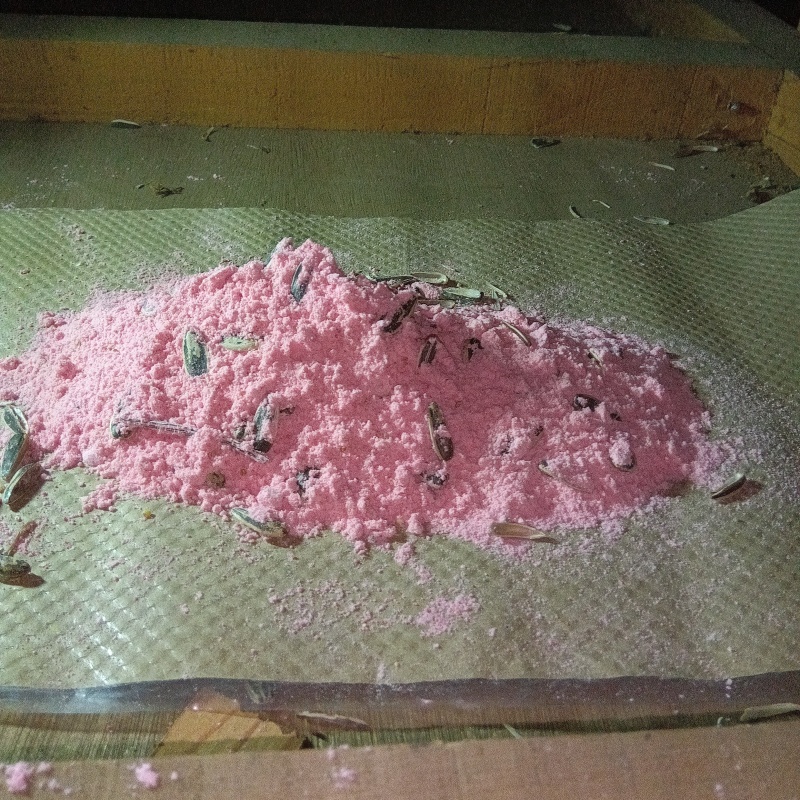 殺鼠剤を仕掛けている様子