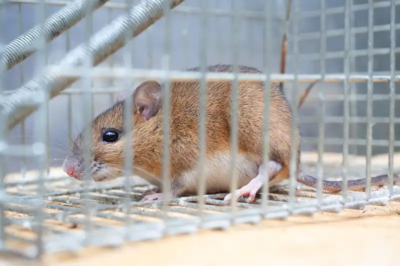 千葉県でネズミ駆除業者を探すコツ