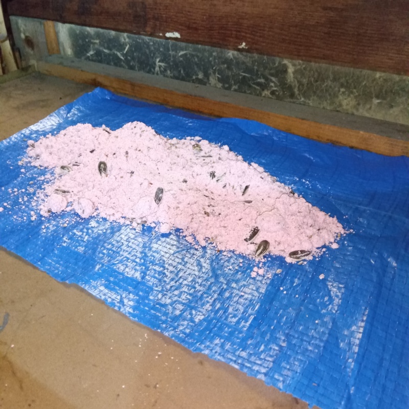 天井裏に殺鼠剤を設置