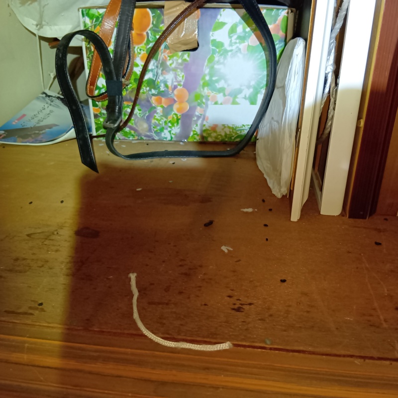 室内に散らばったフン