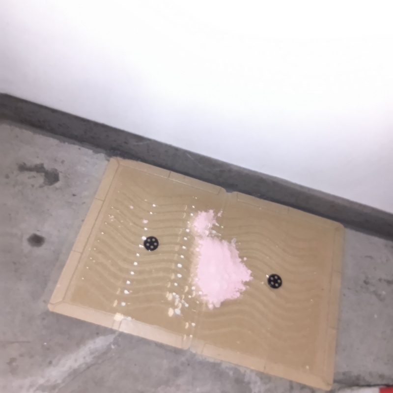 殺鼠剤と粘着シートを仕掛けている様子