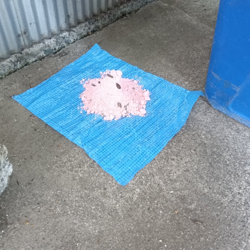 殺鼠剤を仕掛けている様子