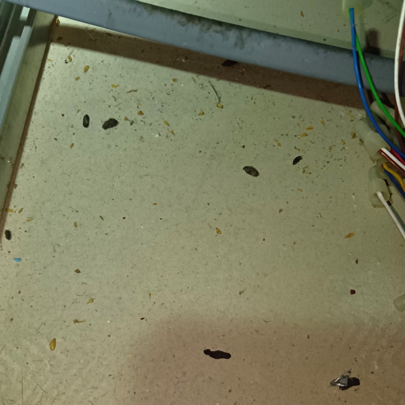 ネズミのフンが散らばっている様子