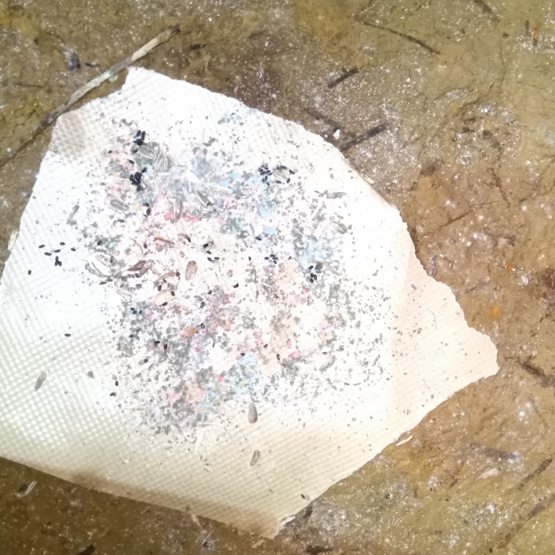 ネズミが殺鼠剤を食べたあと