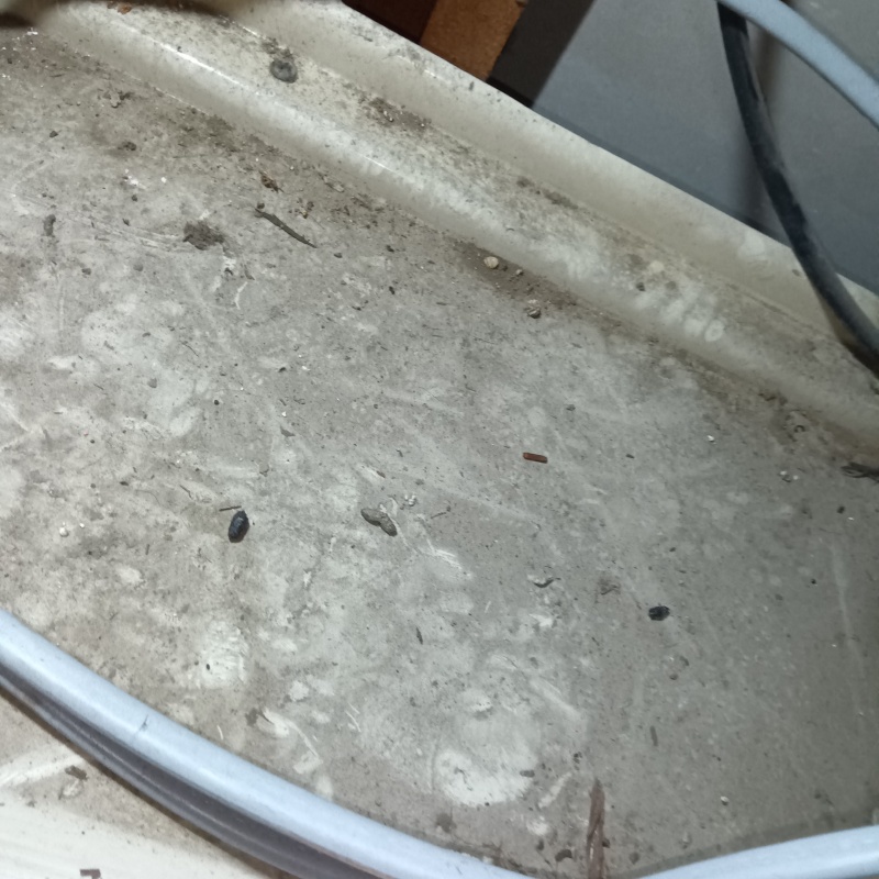 屋根裏に散らばるフン
