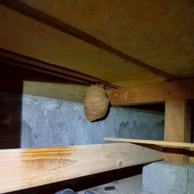 床下に作られた蜂の巣
