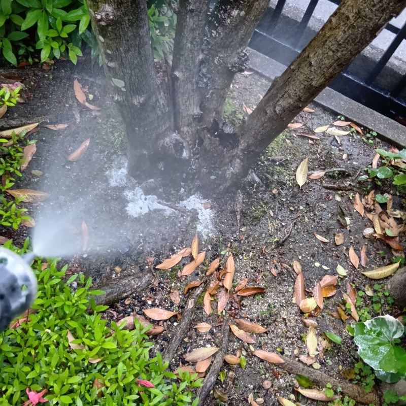 庭木にシロアリ駆除剤を散布