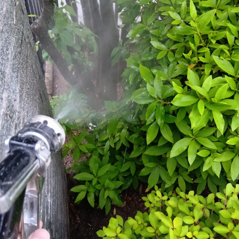庭木にシロアリ駆除剤を散布