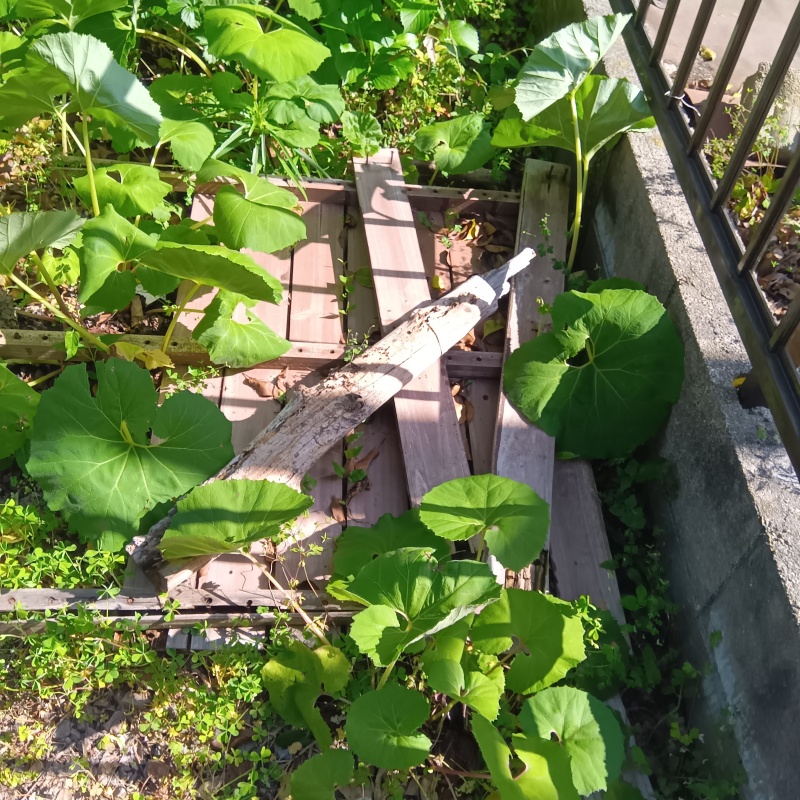 庭の木材の食害跡