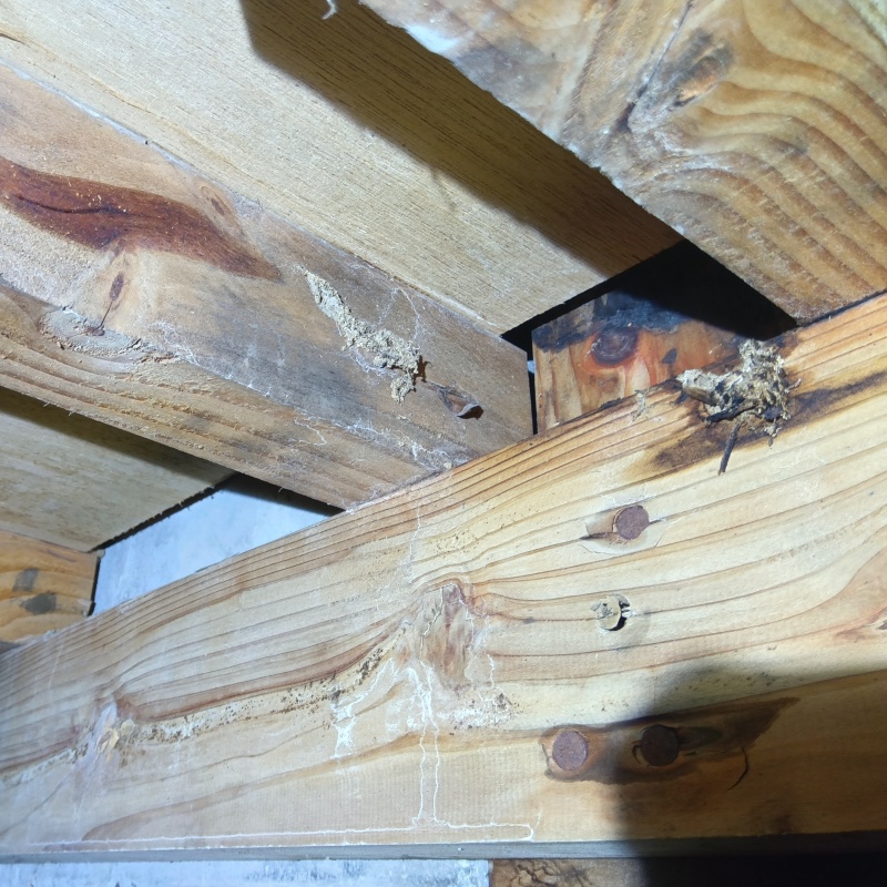床下木部に蟻土を発見