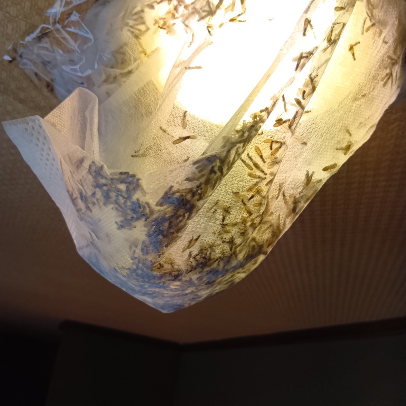 照明カバーに集まる羽アリ
