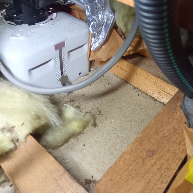 ネズミのフンが散らばっている様子