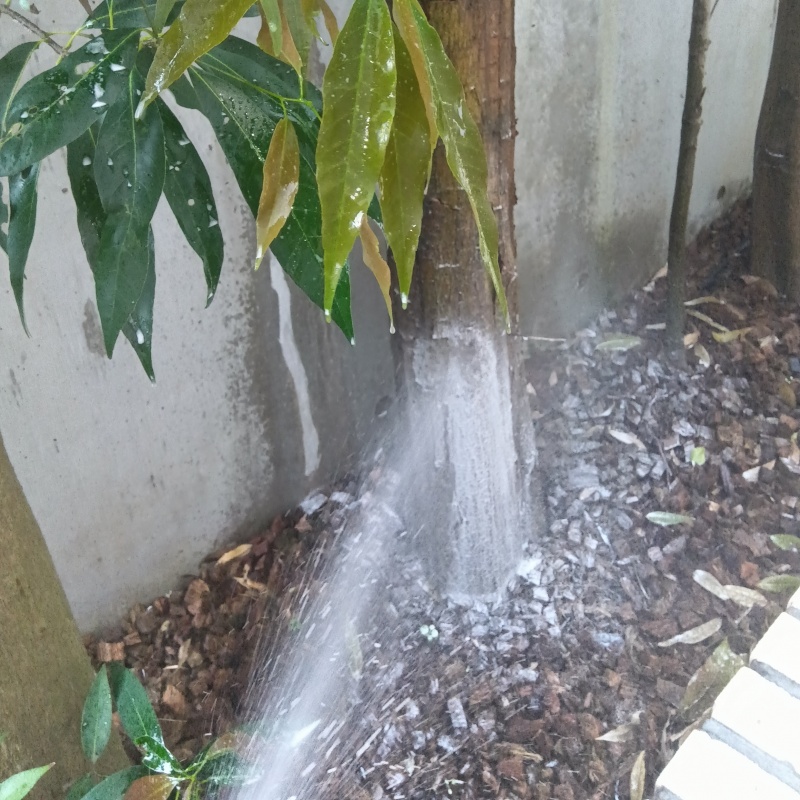 庭木にシロアリ駆除剤を散布