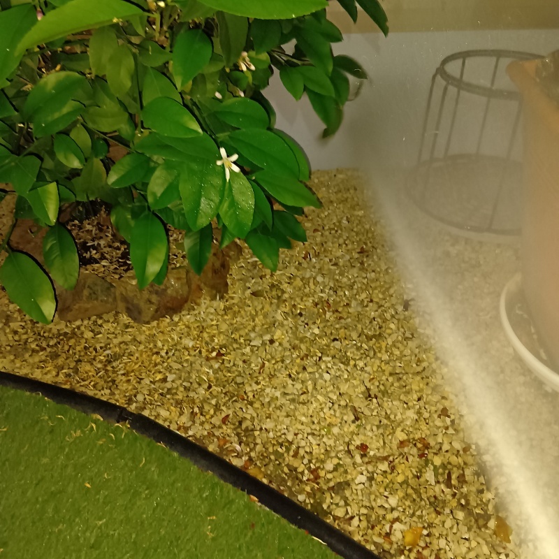 庭の土壌にシロアリ駆除剤を散布