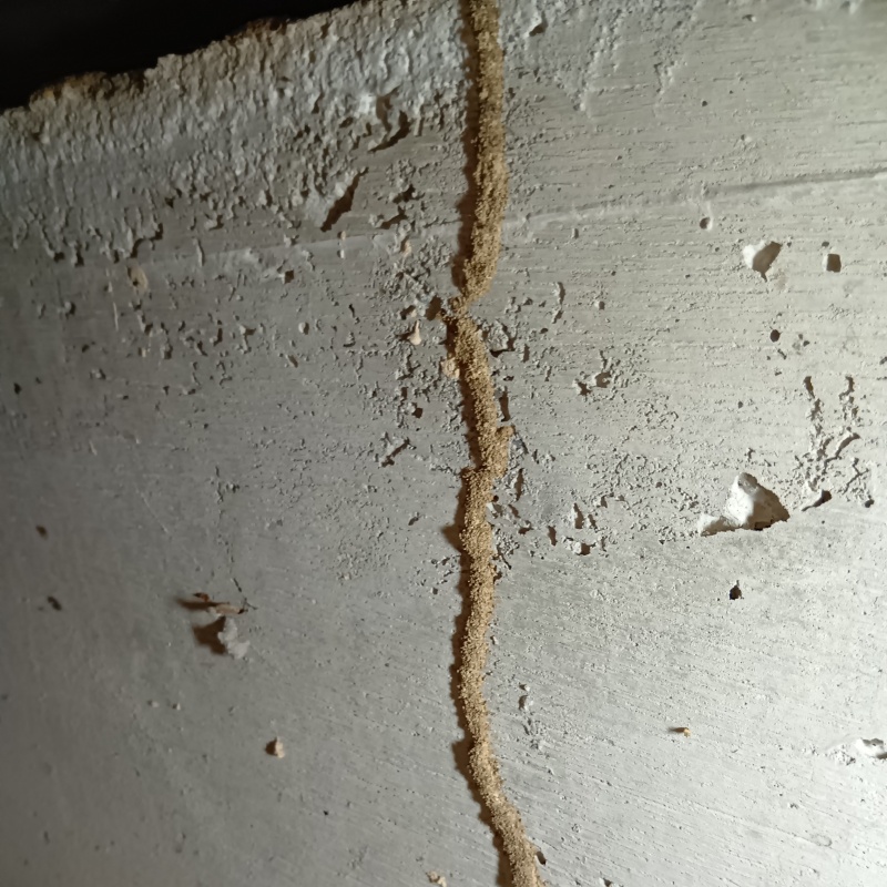 床下基礎にある蟻道