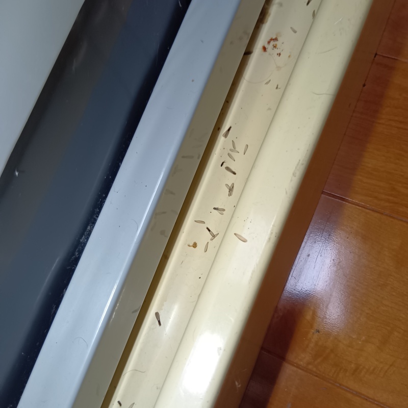 ドアレールに発生した羽アリ