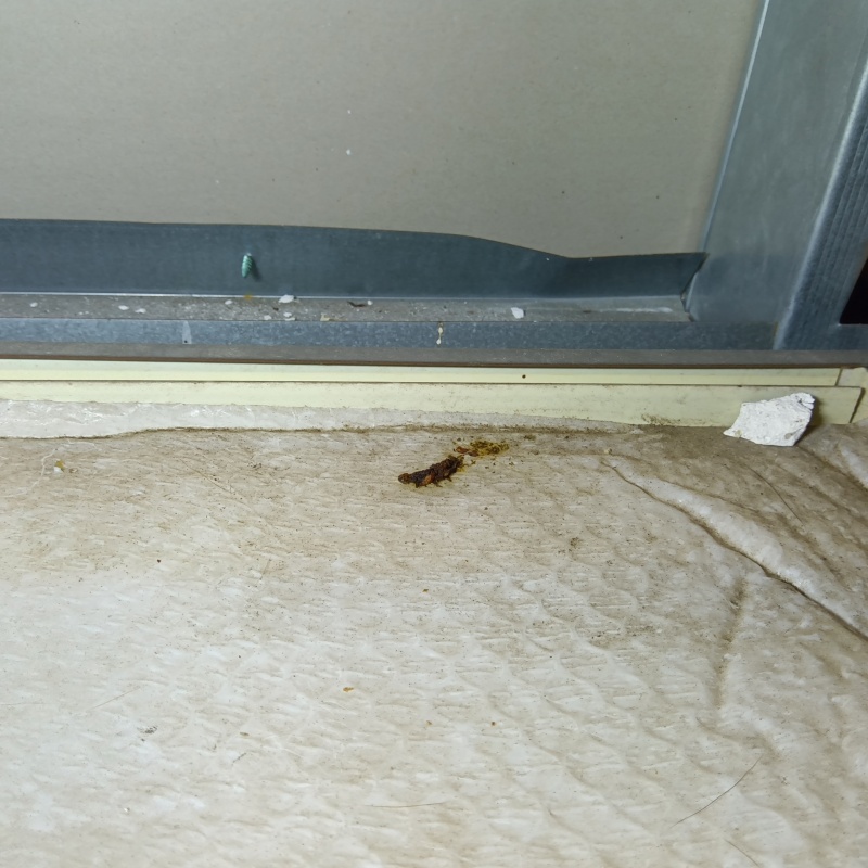 鹿児島県霧島市国分新町でネズミ駆除！不穏な物音に悩んだ戸建ての施工事例