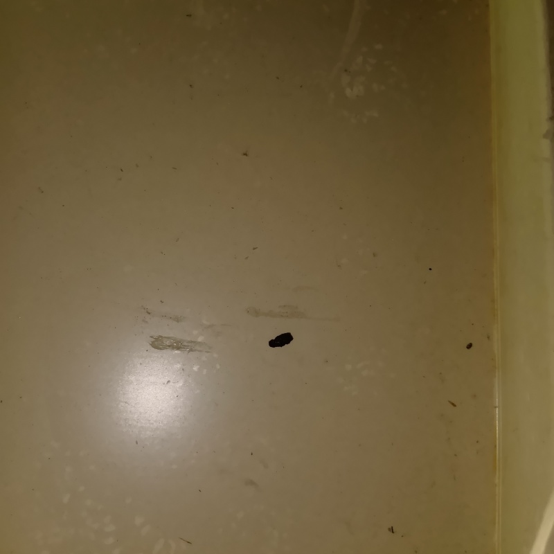 浴室の天井裏でフンを確認