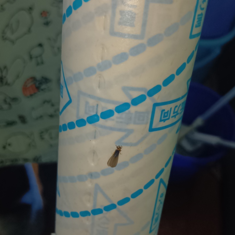 羽アリを確認