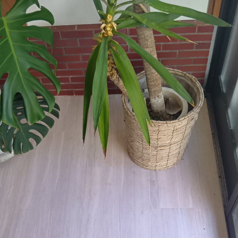 シロアリが好む観葉植物
