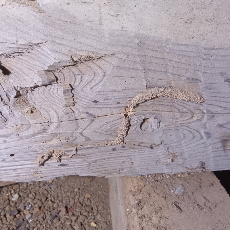 床下の木材に作られたシロアリの蟻道