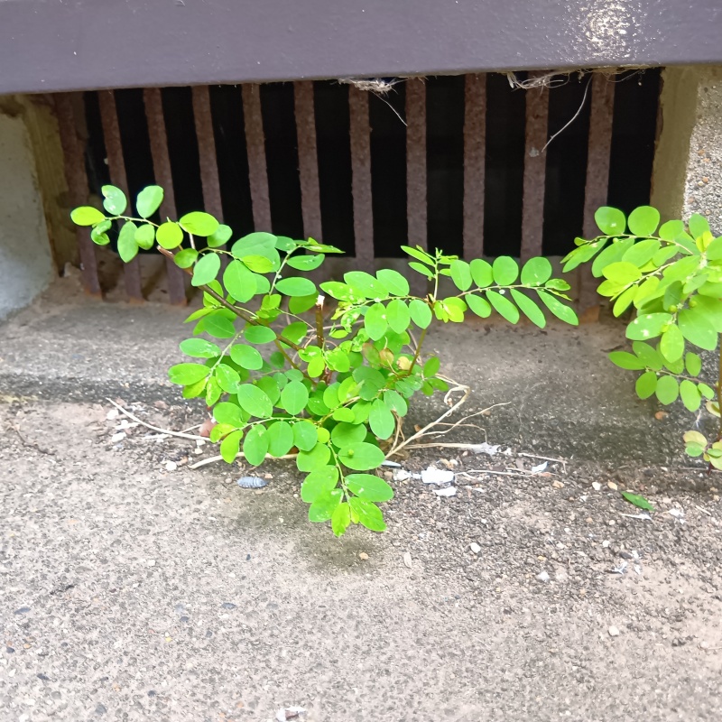 侵入口になっていた床下換気口