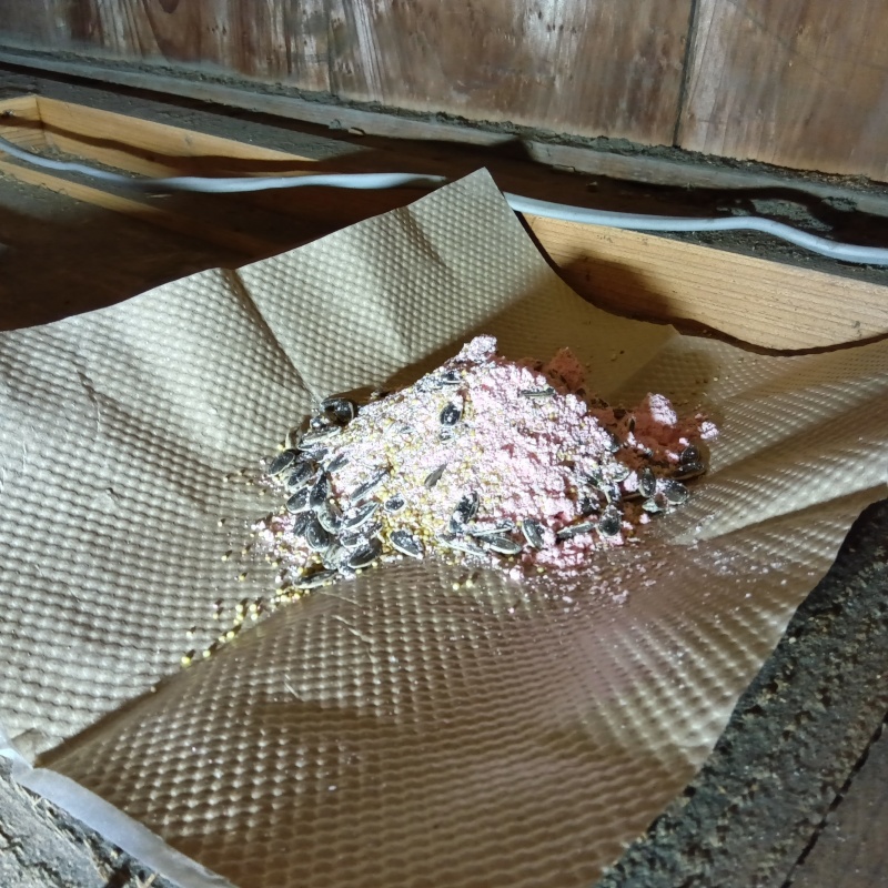 殺鼠剤を設置