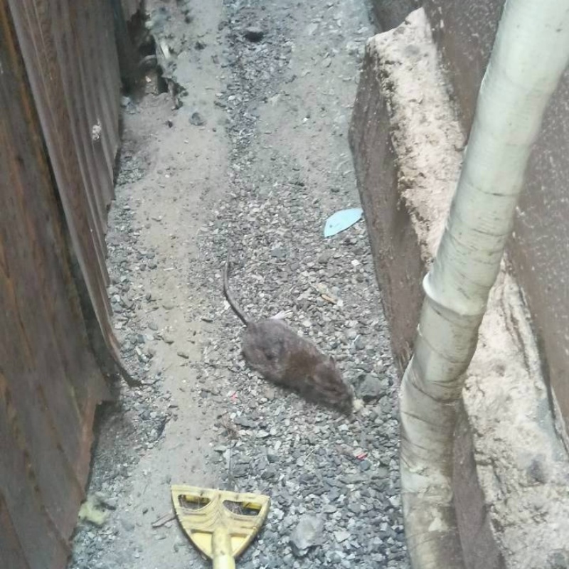 建物の外周でネズミを目撃