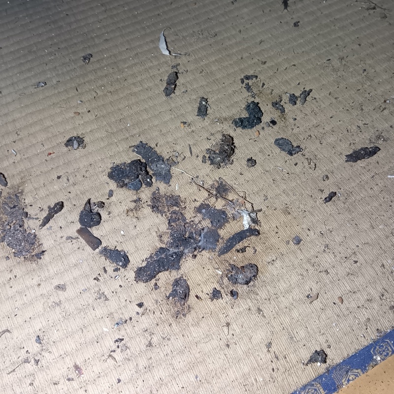畳の上に散らばったフン