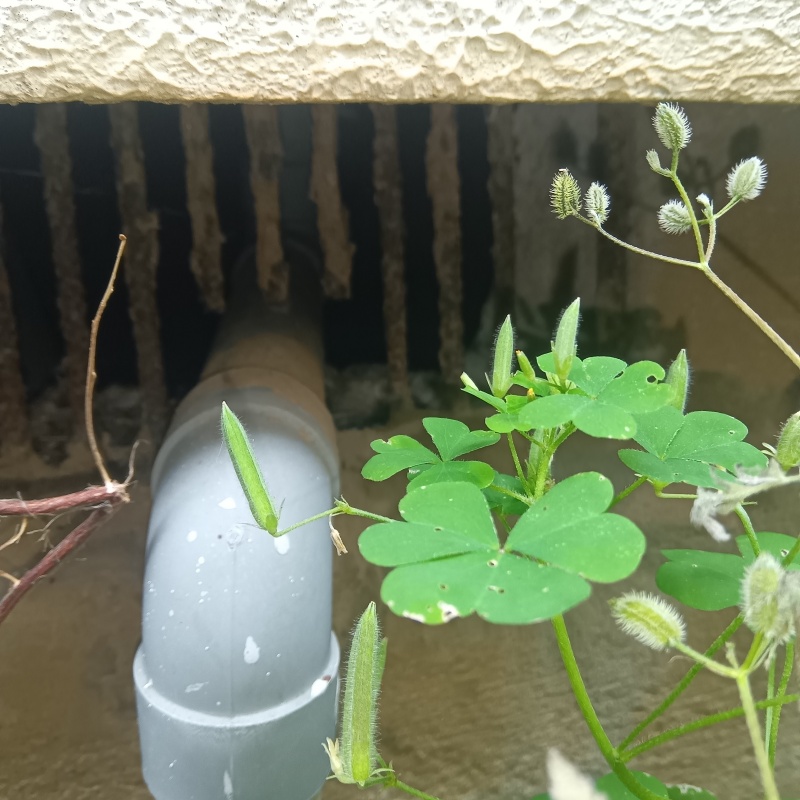 床下換気口や配管の貫通部分のすき間