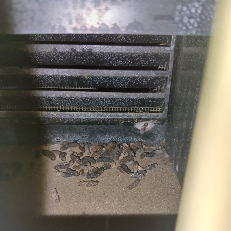 部屋のビルトインの中に大量のフン