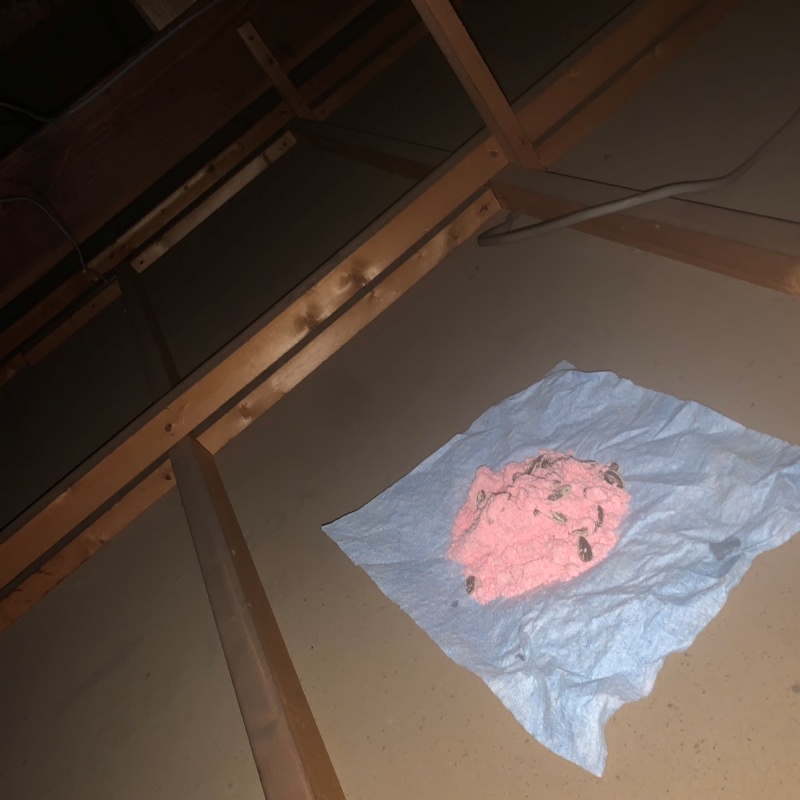 調査のために殺鼠剤を設置