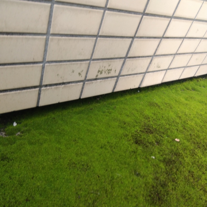 建物の外壁に見られたネズミの活動跡