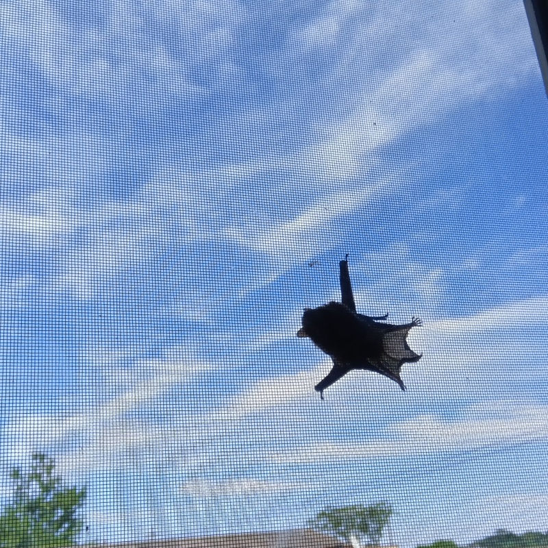 窓にくっついているコウモリ