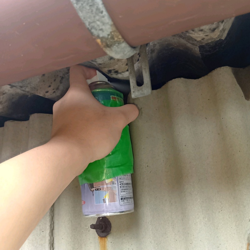 アライグマ駆除の施工事例(兵庫県姫路市)
