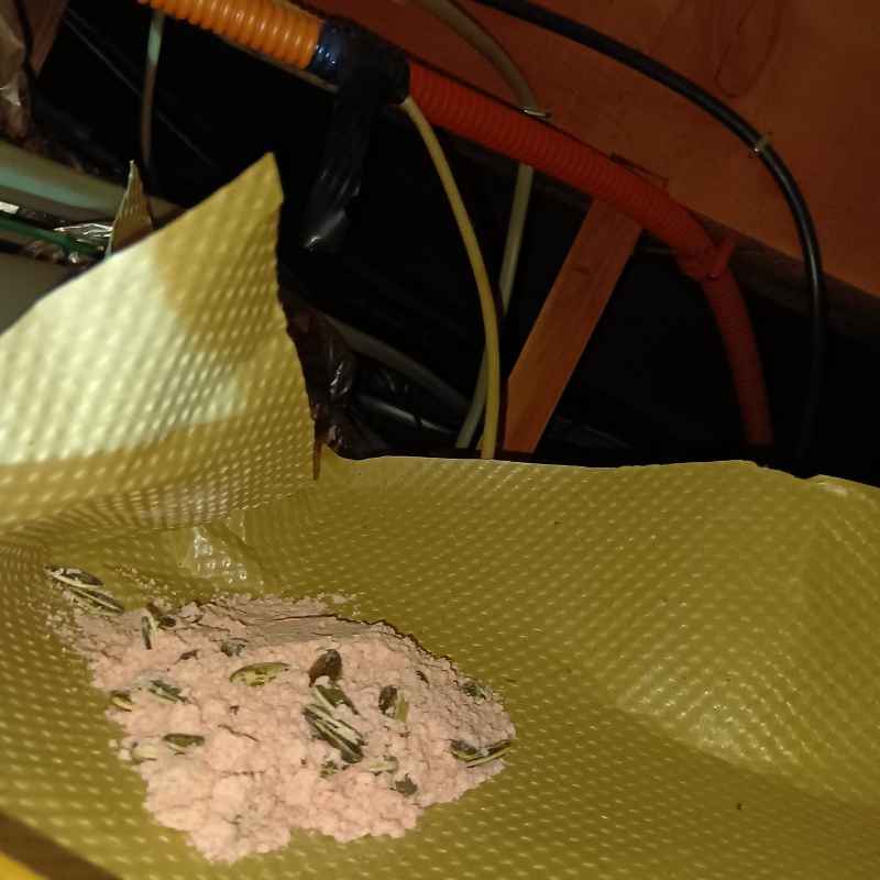 殺鼠剤を設置